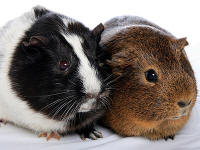 Guinea Pig Aggression